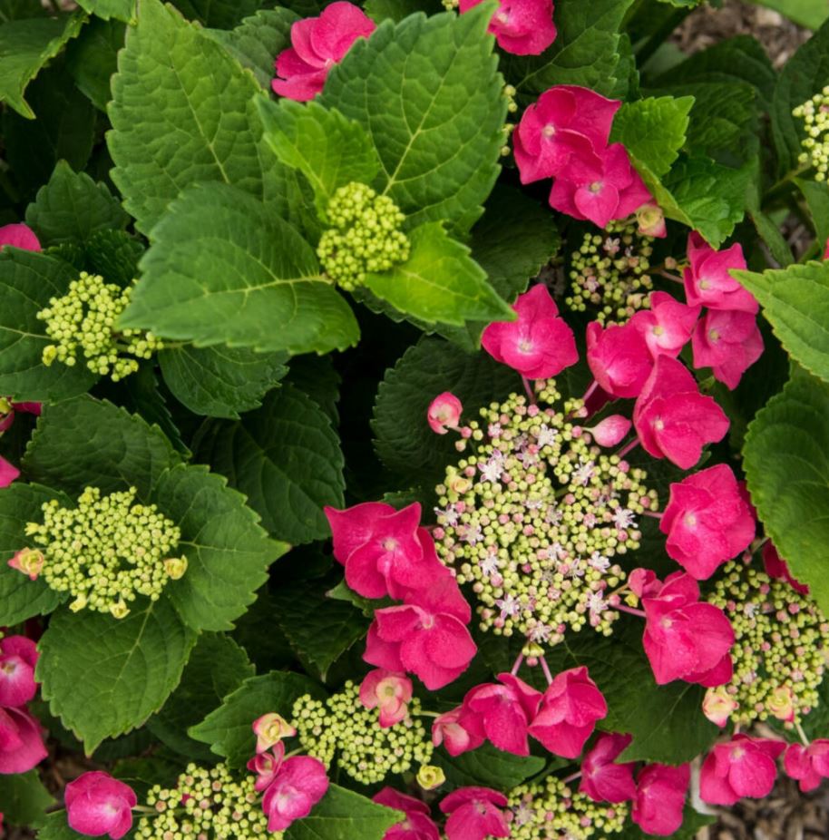 Hydrangea macrophylla 'Cherry Explosion'