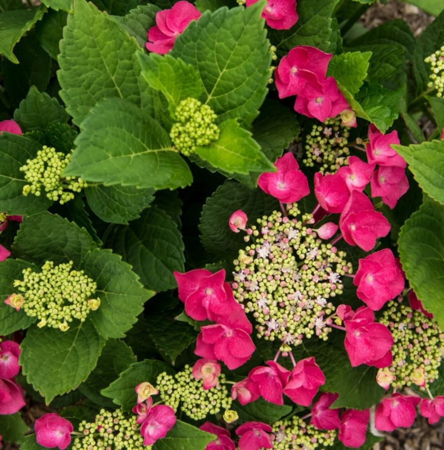 Hydrangea m. 'Cherry Explosion'