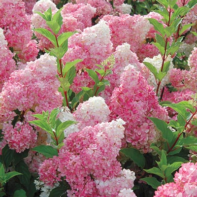 Hydrangea p 'Strawberry Sundae'®