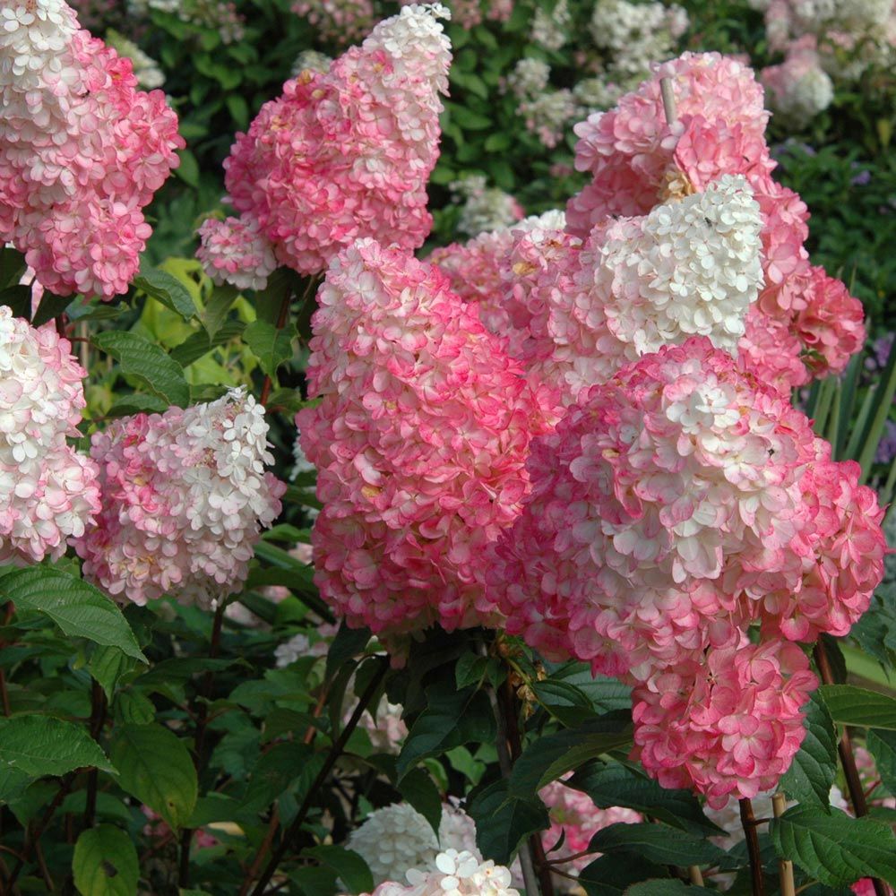 Hydrangea pan 'Renhy' Vanilla Strawberry™