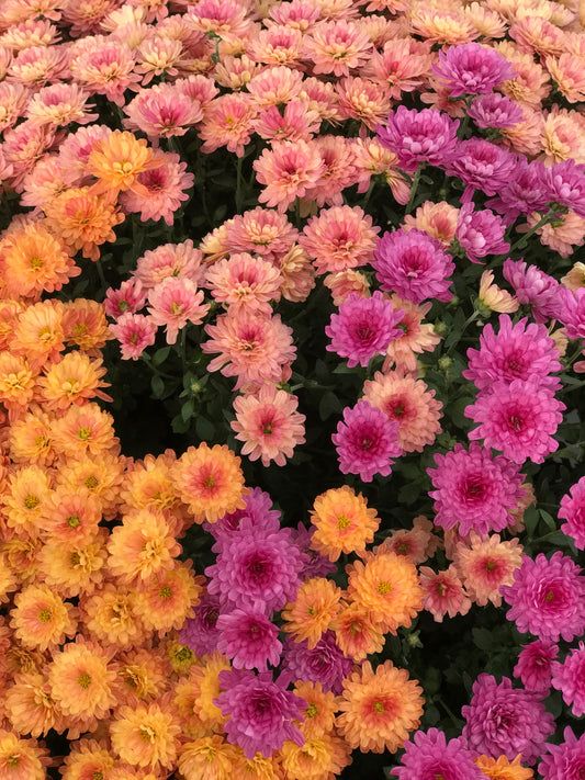 GARDEN MUMS COMBO HARVEST MOON - 10'' POT