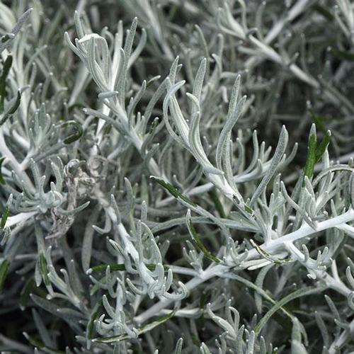 HELICHRYSUM SILVER THREADS