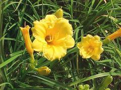 Hemerocallis 'Stella D'Oro'