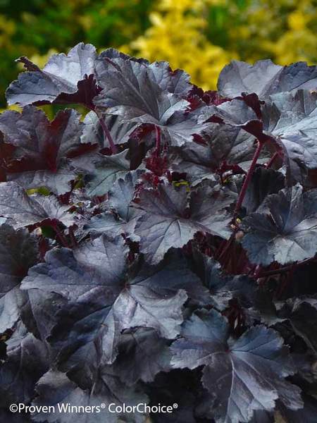 Heuchera Primo™ 'Black Pearl' PW