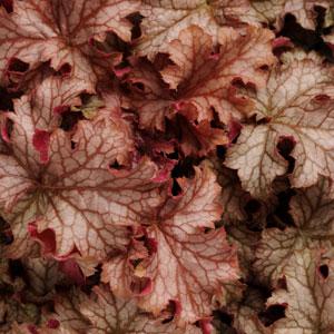 Heuchera 'Carnival Peach Parfait' (AA) (BB)