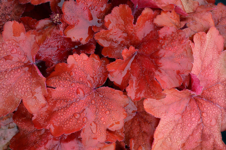 Heuchera 'Fire Alarm'