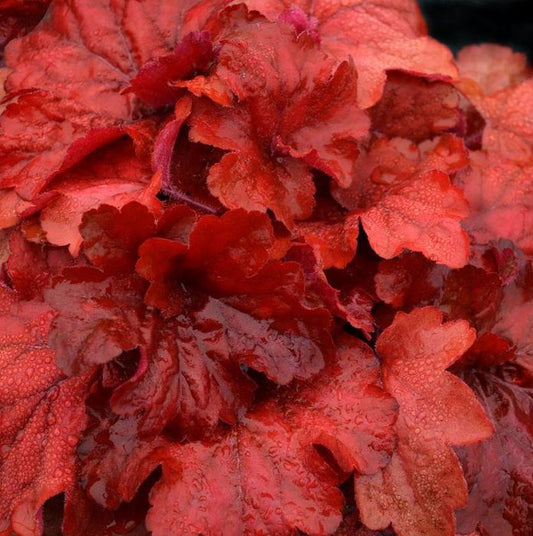 HEUCHERA FIRE ALARM