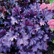 HEUCHERA FOREVER PURPLE