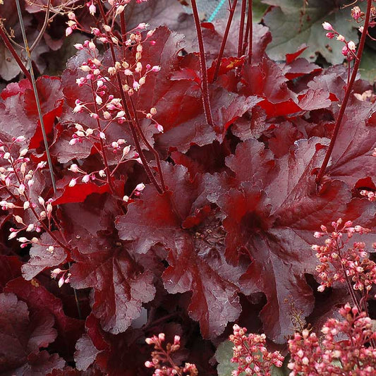 Heuchera 'Forever Red'