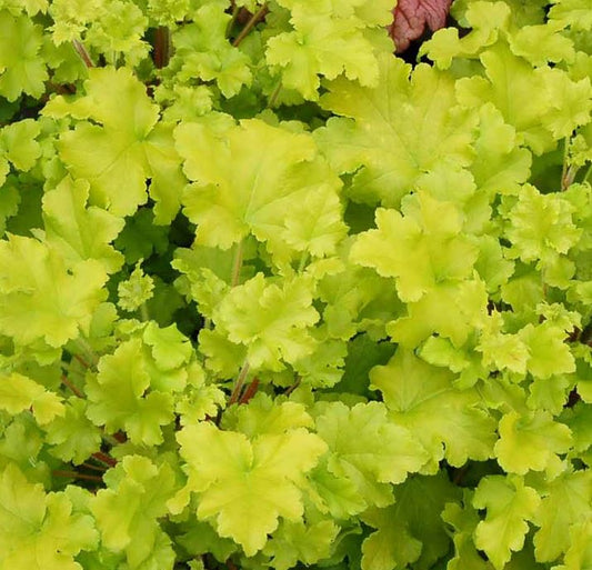 HEUCHERA LIME MARMALADE