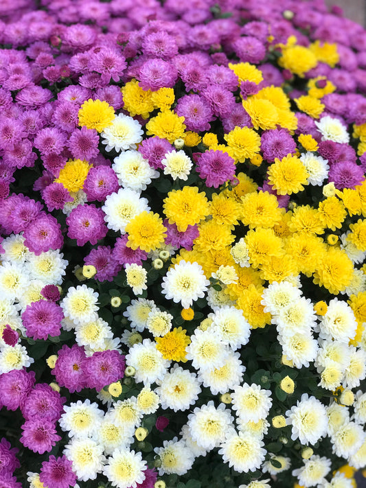 GARDEN MUMS COMBO HOBGOBLIN - 10'' POT