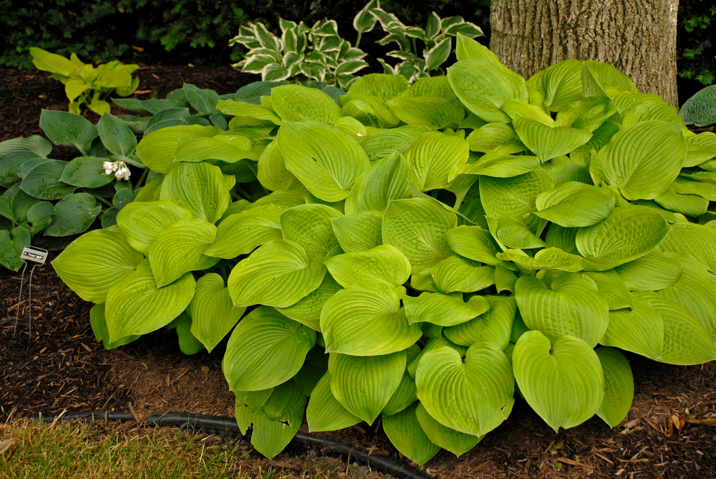 Hosta  'August Moon'