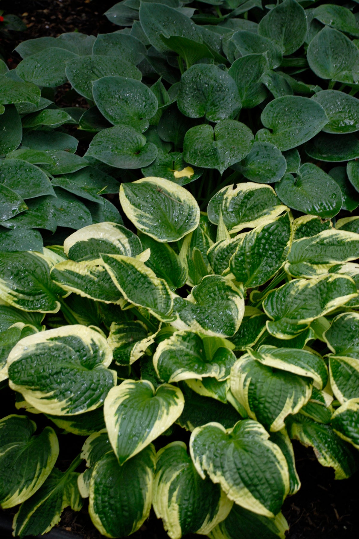 Hosta  'Wide Brim'