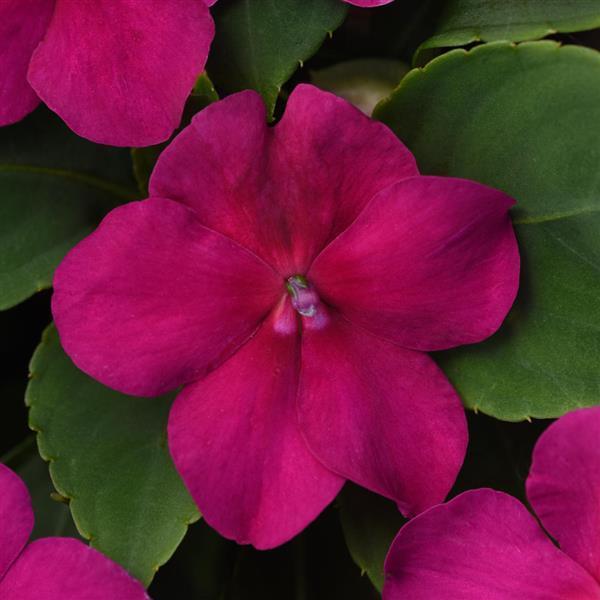 IMPATIENS BEACON ROSE