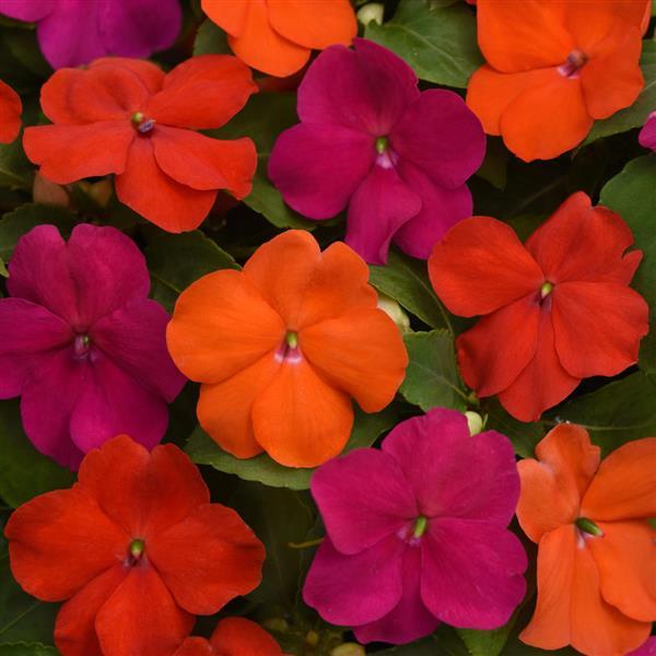 IMPATIENS BEACON SANIBEL MIX