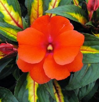 IMPATIENS NEW GUINEA PAINTED ORANGE