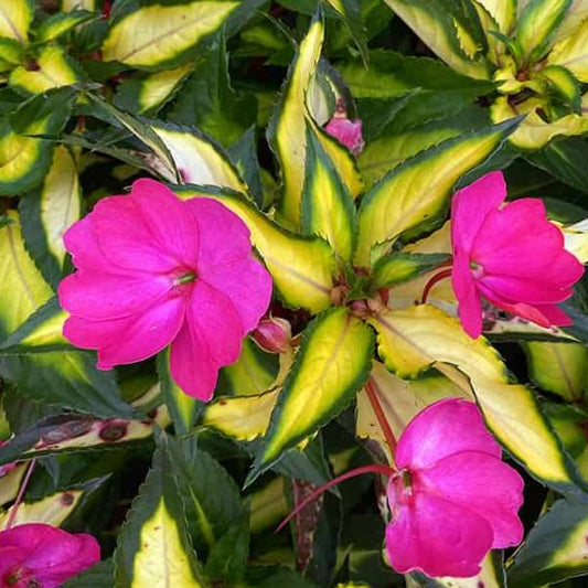 IMPATIENS NEW GUINEA PAINTED WINE - 4" POT