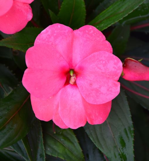 IMPATIENS SONIC PINK