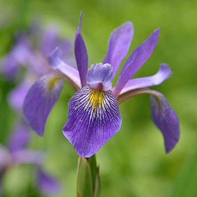 Iris versicolor 'Purple Flame'