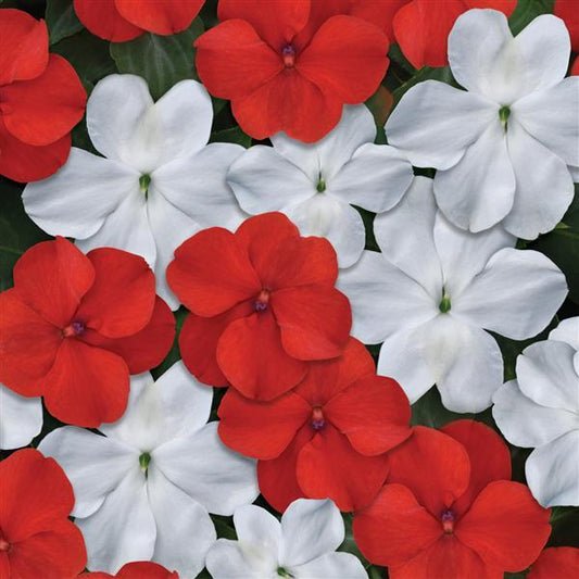 IMPATIENS BEACON RED AND WHITE MIX