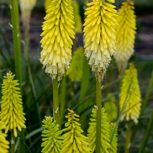 Kniphofia 'Flashpoint'