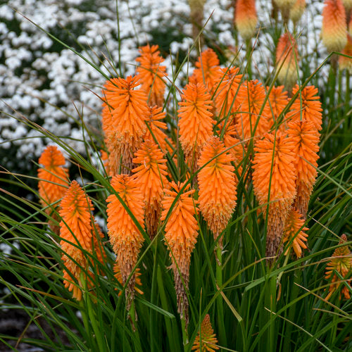 Kniphofia 'Orange Blaze'