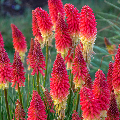 Kniphofia 'Rocket's Red Glare'