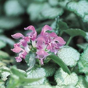 LAMIUM RED NANCY - QUART POT