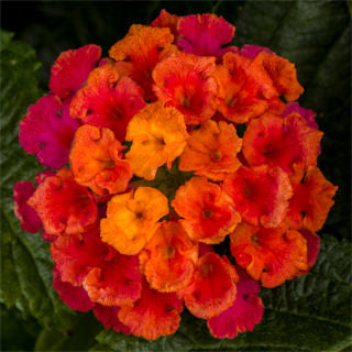 LANTANA BANDELERO CHERRY SUNRISE