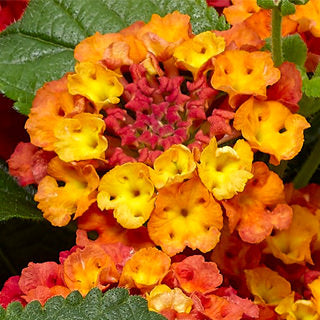 LANTANA BANDELERO GUAVA