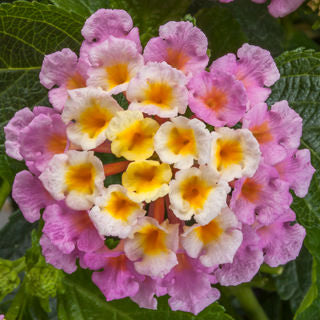 LANTANA BANDELERO PINK