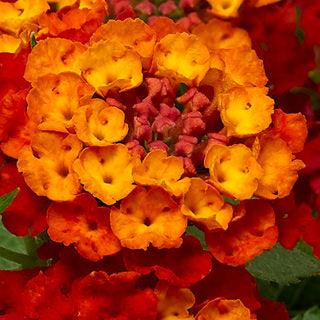 LANTANA BANDELERO RED