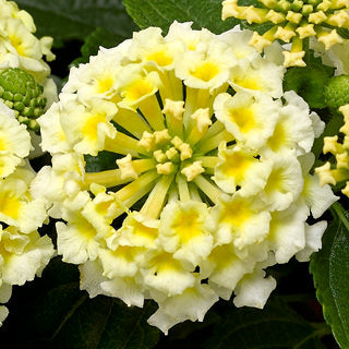 LANTANA BANDELERO WHITE