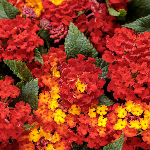 LANTANA LUSCIOUS ROYALE RED ZONE