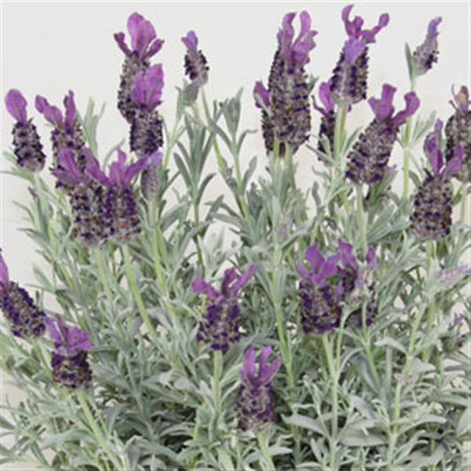 Lavandula stoechas 'Anouk Deep Rose'