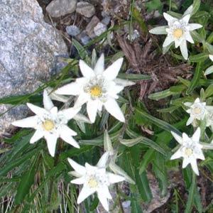 LEONTOPODIUM ALPINUM EDELWEISS