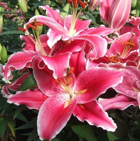 Lilium or. 'Stargazer'