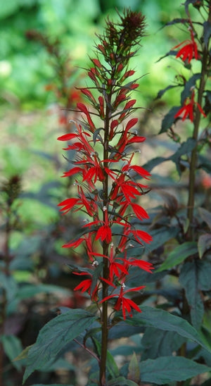 Lobelia 'Black Truffle'