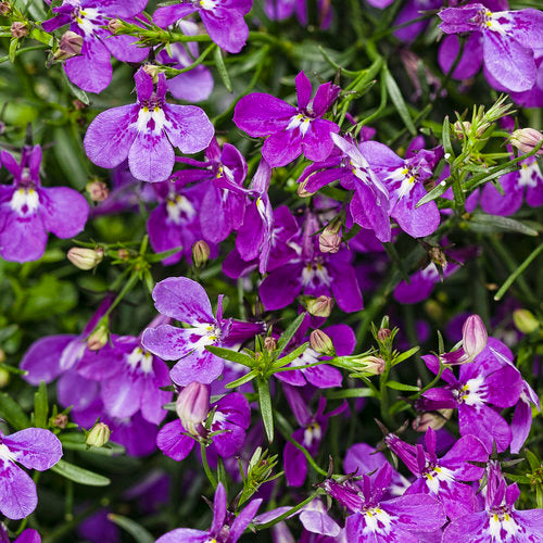 LOBELIA LAGUNA ULTRAVIOLET - QUART POT