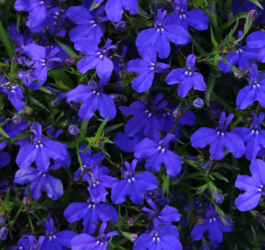 LOBELIA MAGADI BASKET DARK BLUE - 4" POT