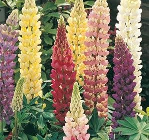 Lupinus 'Gallery' Mix