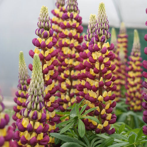 Lupinus 'Manhattan Lights'