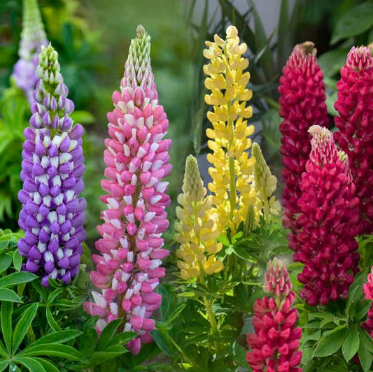 LUPINUS MINI GALLERY MIX