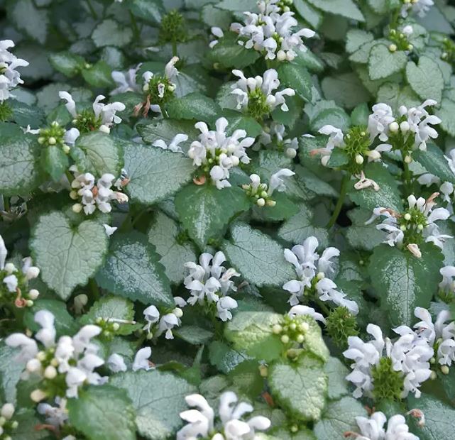 LAMIUM MACULATUM WHITE NANCY - QUART POT