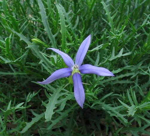 LAURENTIA BETH'S BLUE