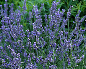 Lavandula a. 'Grosso'