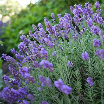 Lavandula 'Phenomenal'