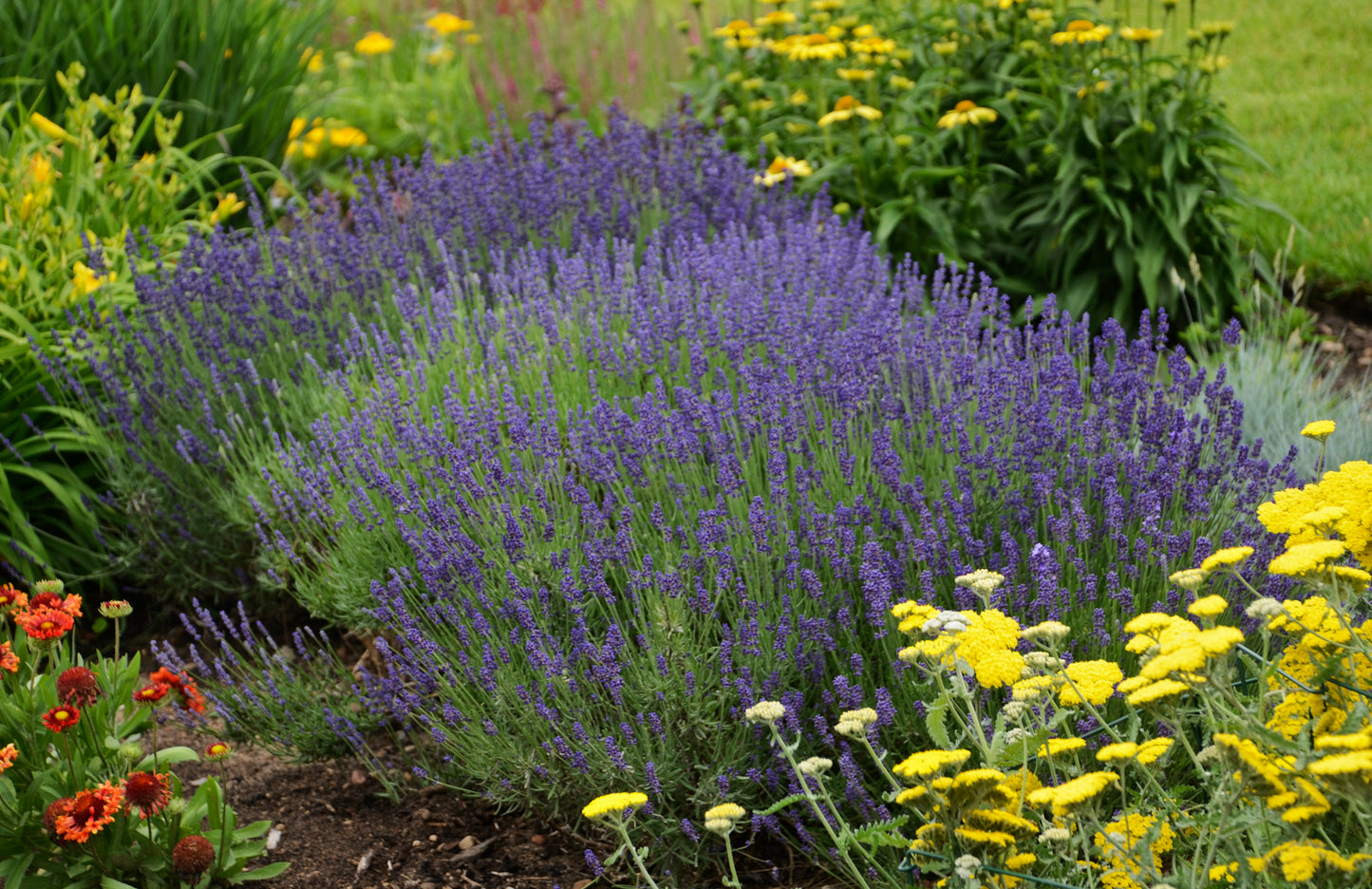Lavandula 'Hidcote'