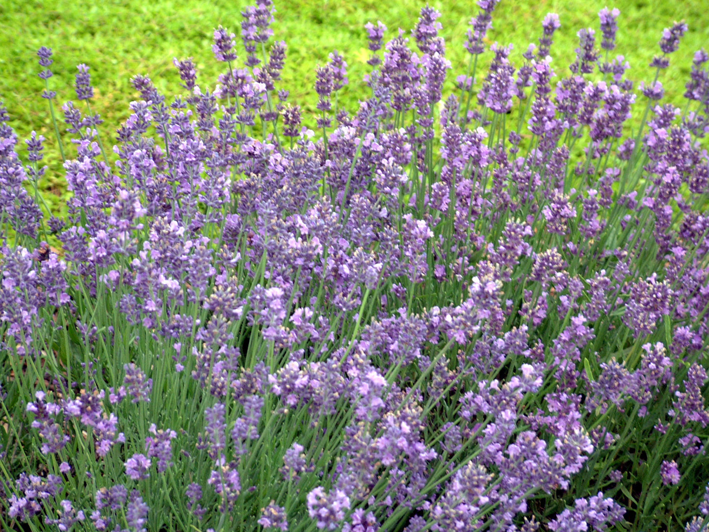Lavender 'Munstead' (English)