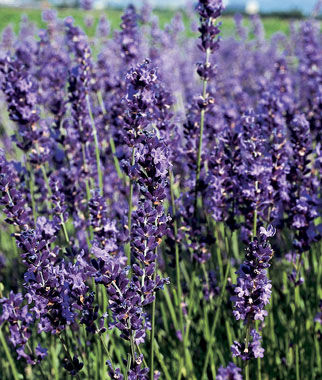 Lavandula 'Provence'